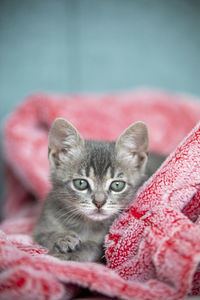 Close-up portrait of cat relaxing at home