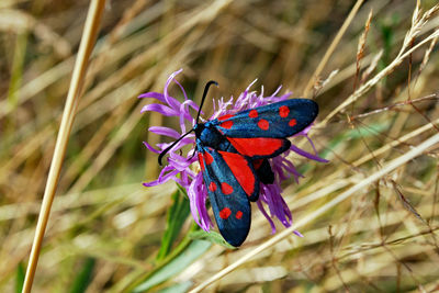 Close-up of butterfly on purple flower