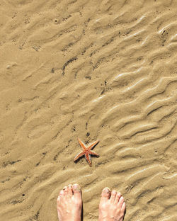 High angle view of horse on beach