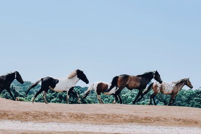 Horses on field against sky