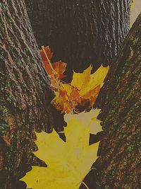 Autumnal leaves on the ground