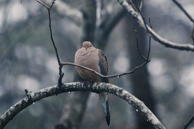 Close-up of bird perching on branch