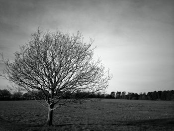 Bare trees on field