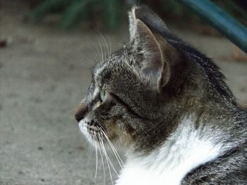 Close-up of cat looking away