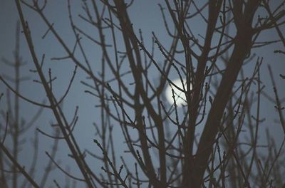 Bare trees against sky