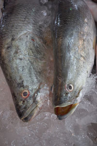 High angle view of fish for sale in market