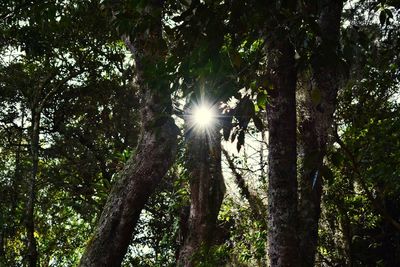 Low angle view of trees in forest