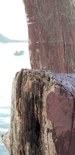 Close-up of tree trunk