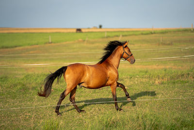 Horse running on grassy field