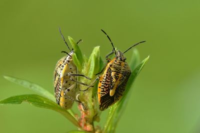 Close-up of insect on leaf