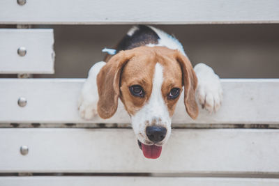 Close-up portrait of dog looking at camera