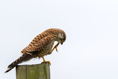 Low angle view of eagle perching on wooden post against sky
