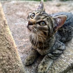 Close-up portrait of a cat