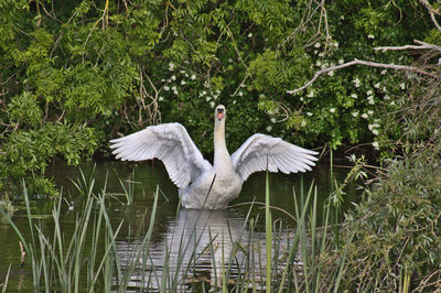 White swan in a lake