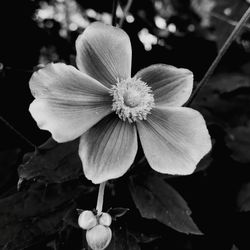 Close-up of flowering plant