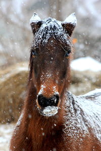 Close-up of horse on a snowy day