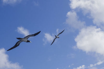 Low angle view of seagulls flying in sky