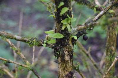 Close-up of insect on tree branch