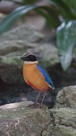 Close-up of bird perching on rock