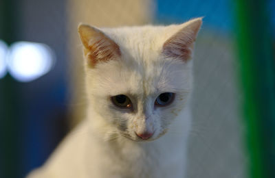 Close-up portrait of a kitten