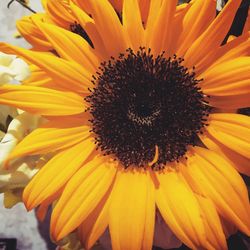 Close-up of yellow flower blooming outdoors