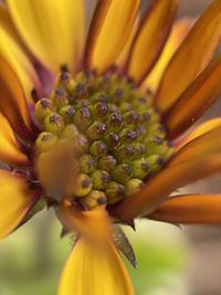 Close-up of yellow flower