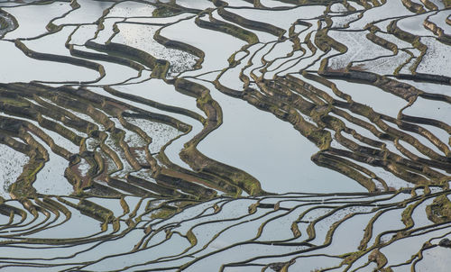 High angle view of tree by lake