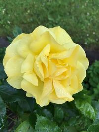 Close-up of wet yellow rose blooming outdoors