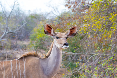 Portrait of giraffe standing on tree