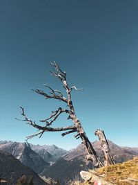 Bare tree against clear blue sky