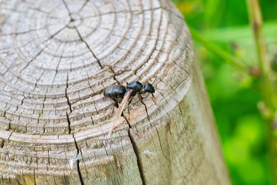 Close-up of lizard on tree trunk