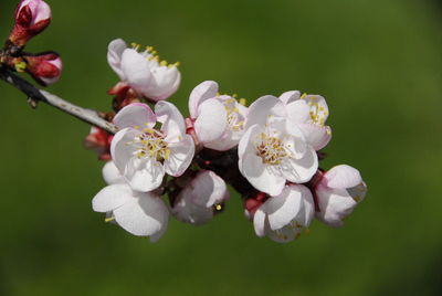 Close-up of white cherry blossoms