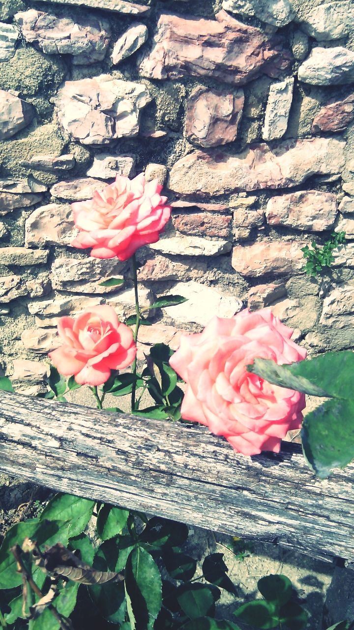 flower, petal, freshness, fragility, pink color, flower head, beauty in nature, growth, blooming, leaf, nature, plant, pink, wall - building feature, rose - flower, blossom, close-up, in bloom, outdoors, day