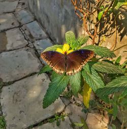 Close-up of butterfly on plant