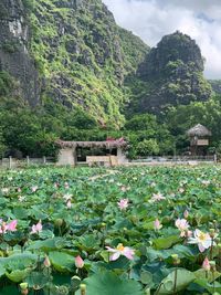 View of flowering plants in water