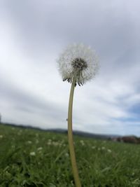 Close-up of dandelion on field against sky