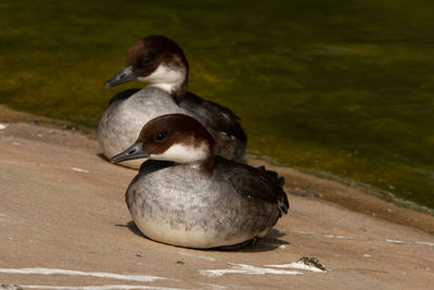 Close-up of mallard duck on beach