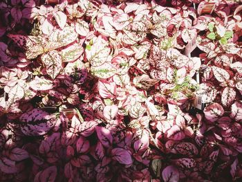 Full frame of pink flowers