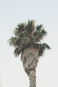 Low angle view of tree against sky