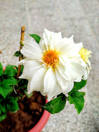 Close-up of white rose holding flower