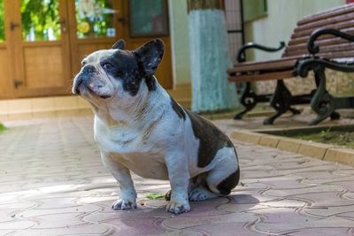 Cat with dog in background