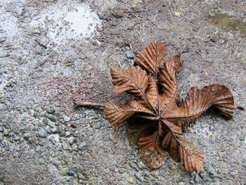 High angle view of dry maple leaf on land