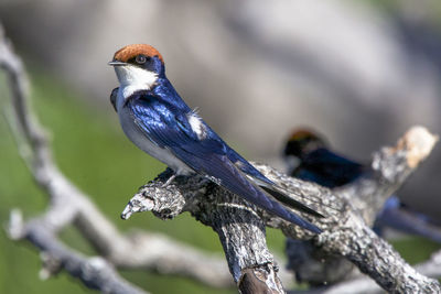 Close-up of bird perching on tree