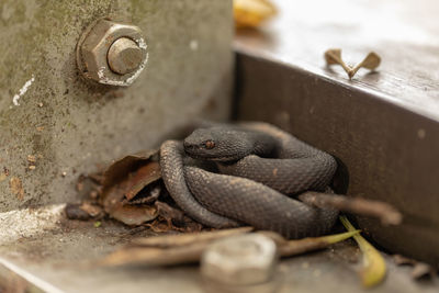 Close-up of lizard