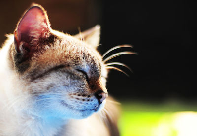 Close-up of cat outdoors