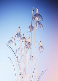 Close-up of wilted plant against clear blue sky