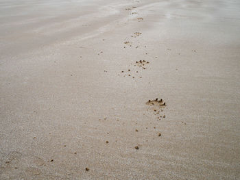 High angle view of footprints on sand at beach