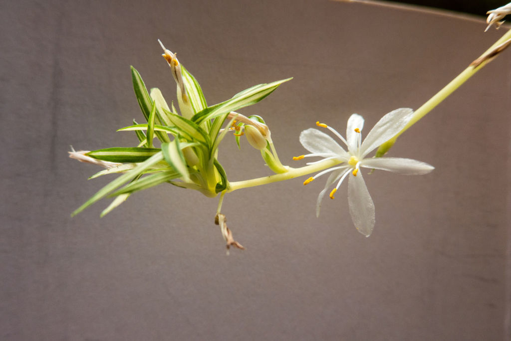 flower, freshness, growth, fragility, plant, leaf, stem, petal, close-up, bud, beauty in nature, nature, flower head, white color, botany, focus on foreground, new life, indoors, potted plant, beginnings