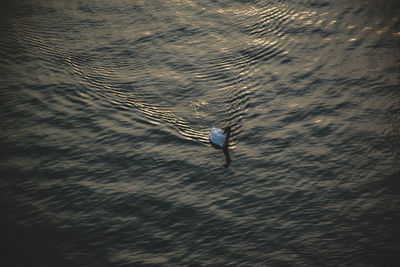 High angle view of bird flying over sea