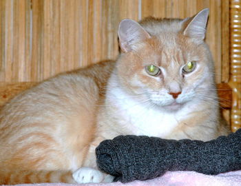 Close-up of cat resting